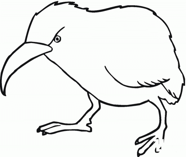 Kiwi coloring page image