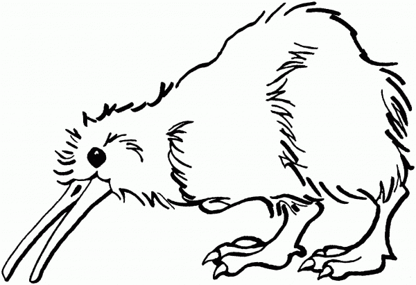 Kiwi is Looking for Food  coloring page image