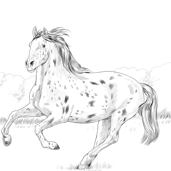 Knabstrupper Horse coloring page image