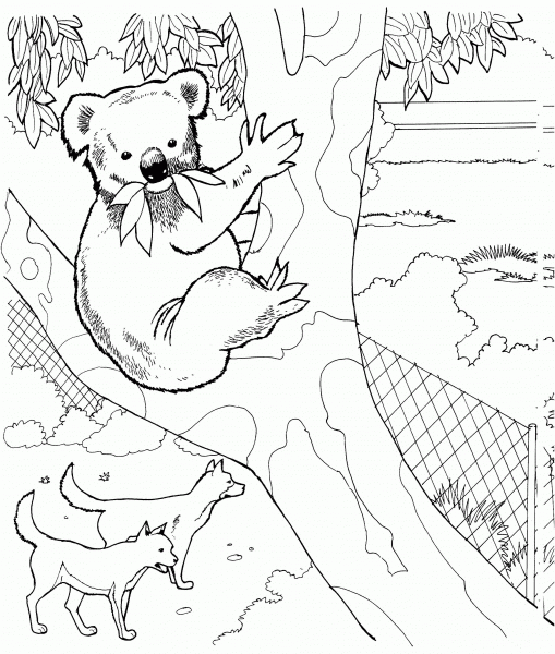 Koala and Dingos coloring page image