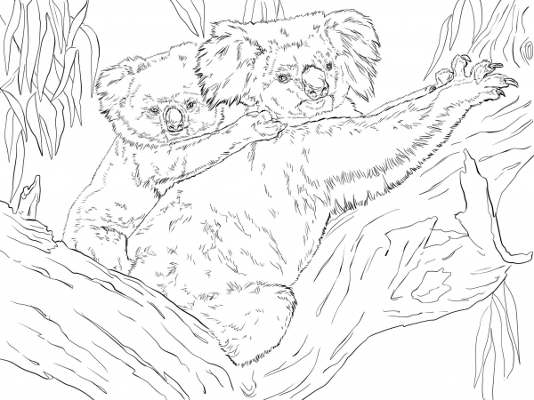 Koala and Joey coloring page image