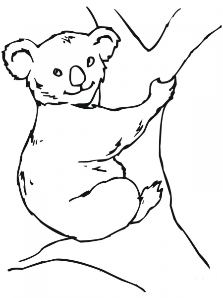 Koala Bear coloring page image