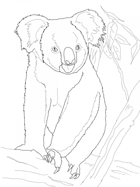 Koala Bear on a Tree coloring page image