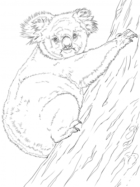 Koala Climbing Tree coloring page image