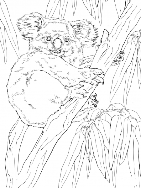 Koala on Eucalyptus Tree coloring page image