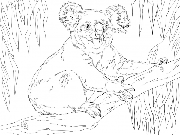 Koala Sits on a Branch coloring page image