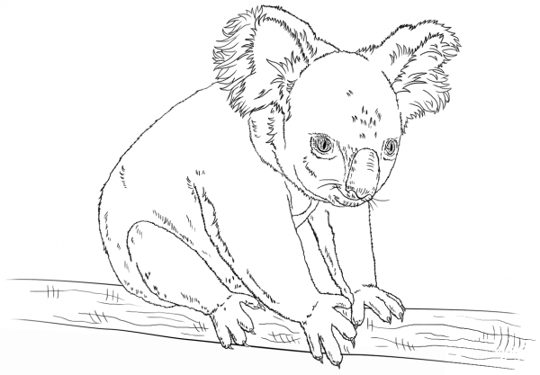 Koala sitting on a branch coloring page image