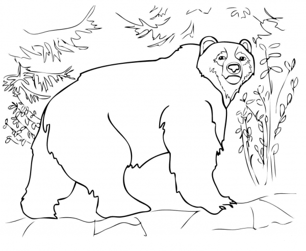 Kodiak Bear coloring page image
