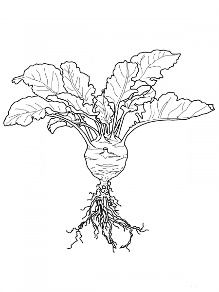 Kohlrabi coloring page image