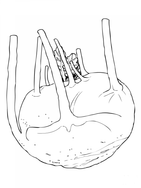 Kohlrabi Root coloring page image