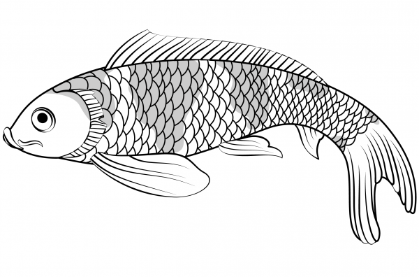 Koi Fish coloring page image