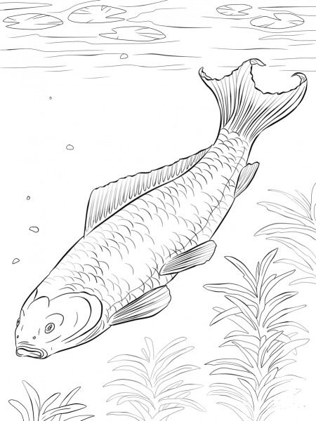 Koi Fish coloring page image