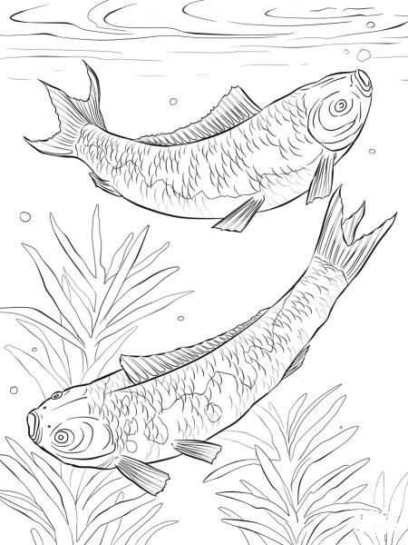 Koi Fishes coloring page image