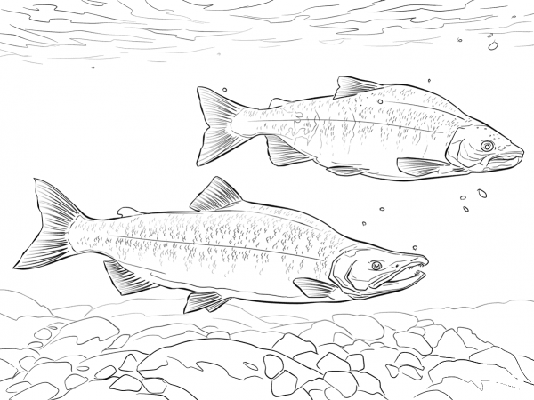 Kokanee Salmon coloring page image