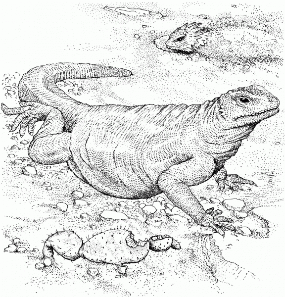 Komodo Dragon coloring page image