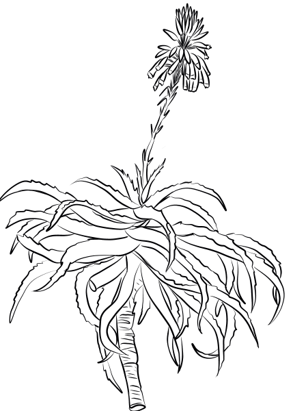 Krantz Aloe (Aloe Arborescens) coloring page image