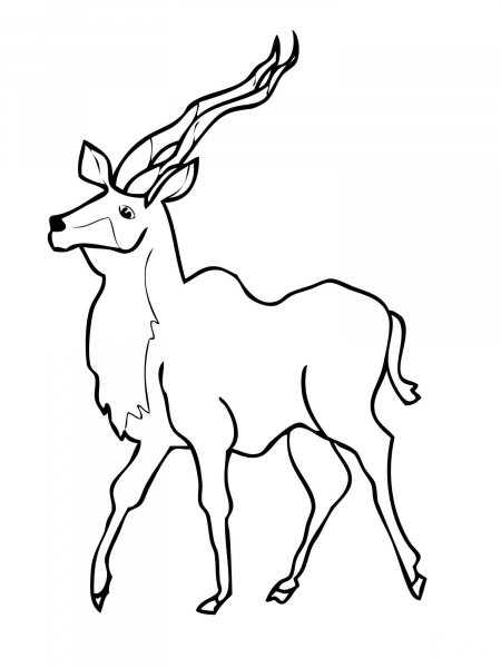 Kudu coloring page image