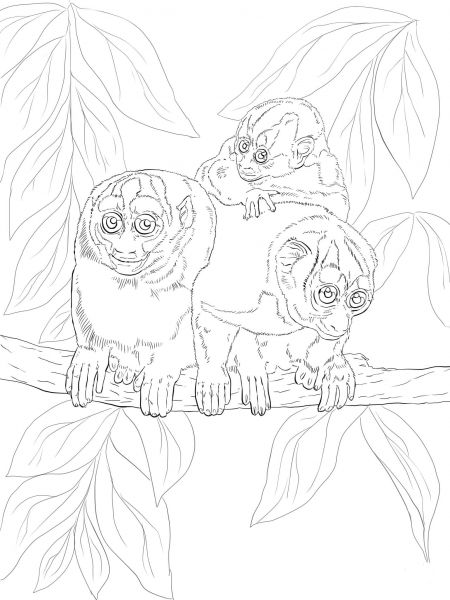 Kuhl’s Night Monkey coloring page image