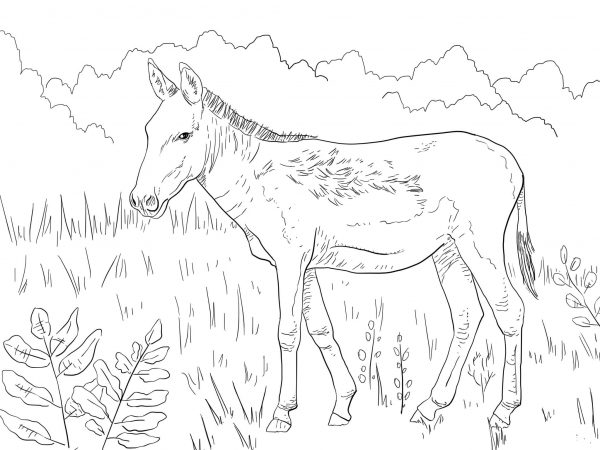 Kulan Wild Ass coloring page image