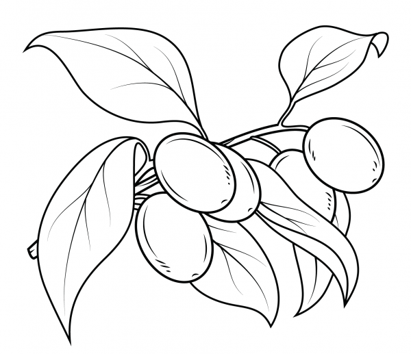 Kumquat Branch coloring page image
