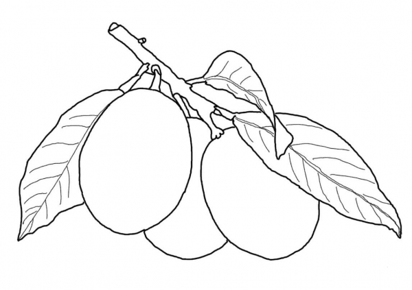 Kumquat coloring page image