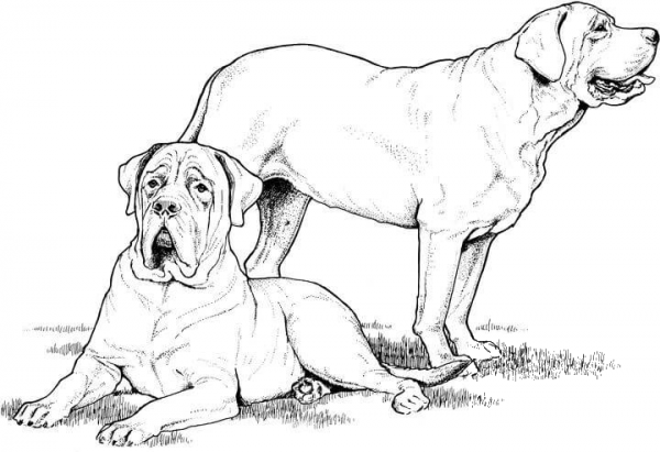 Labrador and Mastiff coloring page image