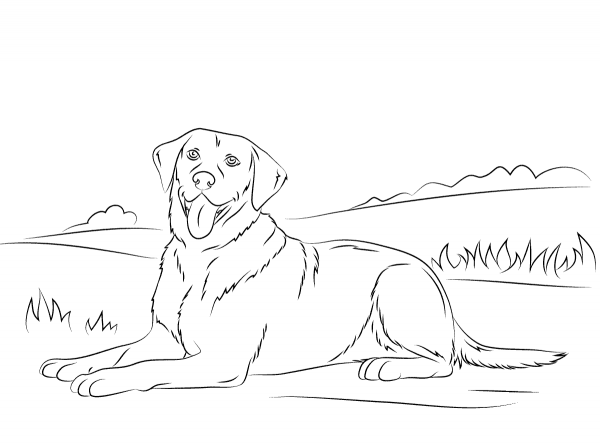 Labrador Retriever coloring page image