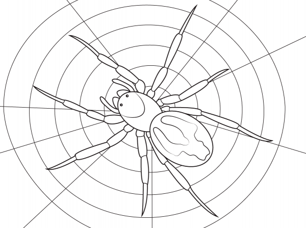 Lace Webbed Spider coloring page image