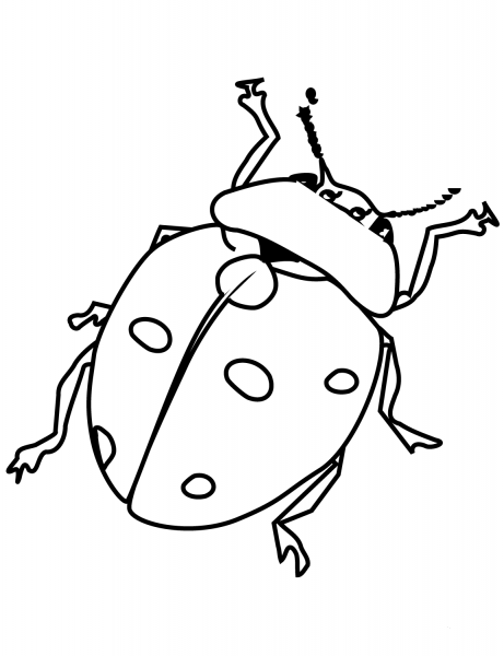 Ladybird coloring page image