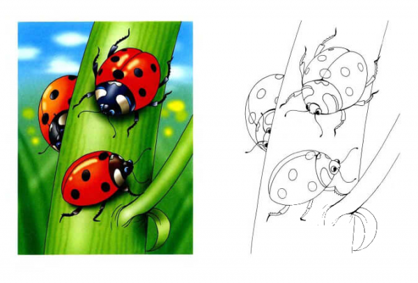 Ladybirds on a green stalk coloring page image