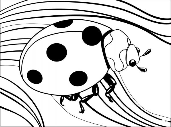Ladybug coloring page image