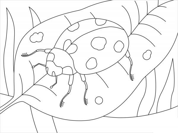 Ladybug coloring page image