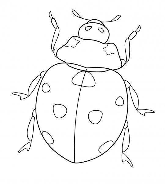 Ladybug coloring page image