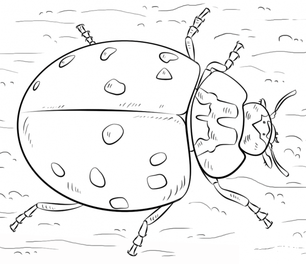 Ladybug coloring page image