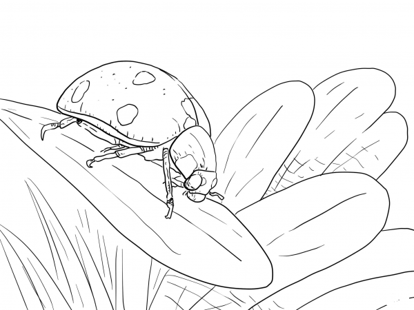 Ladybug on Leaf coloring page image
