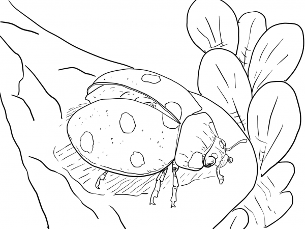 Ladybug Ready to Fly coloring page image