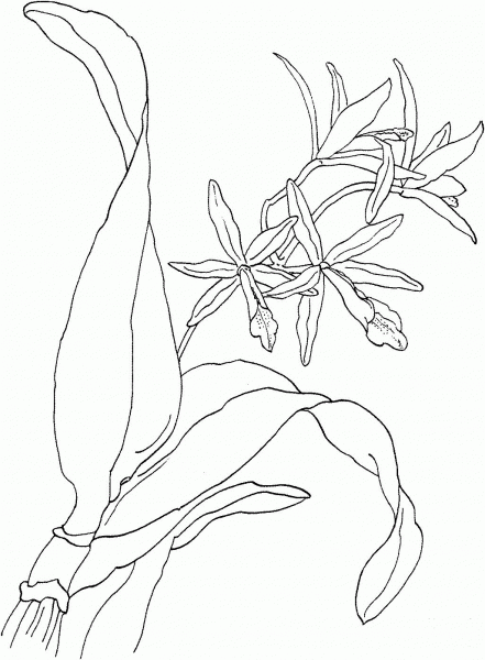 Laeliocattleya Rojo Orchid coloring page image