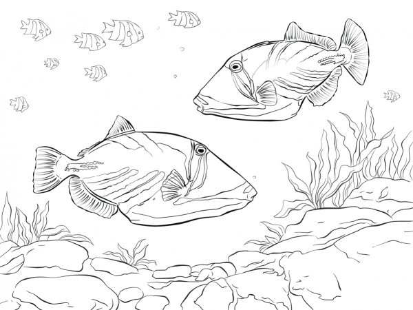 Lagoon Triggerfish coloring page image