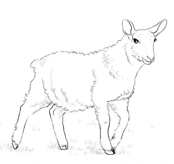 Lamb coloring page image
