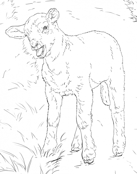 Lamb coloring page image