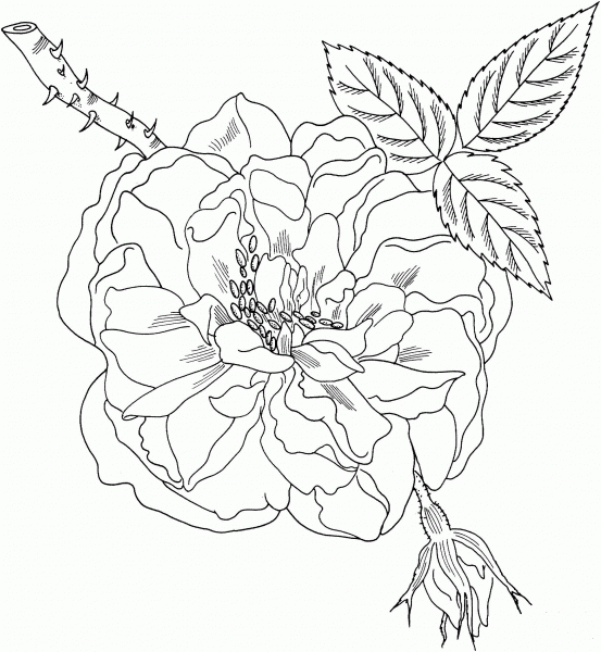Lancaster’s and York’s Rose coloring page image