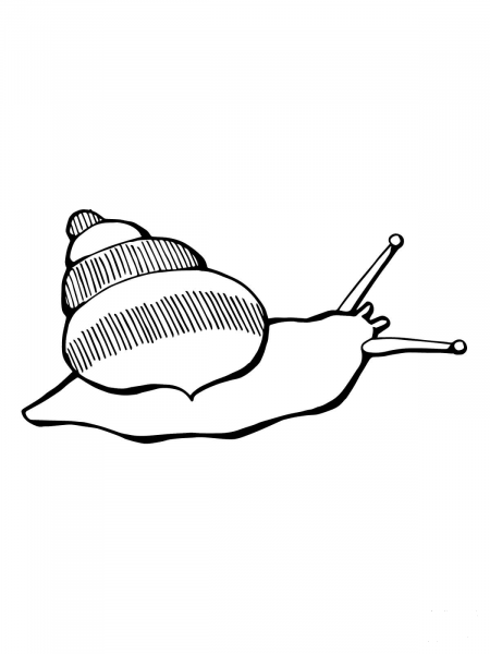 Land Snail coloring page image