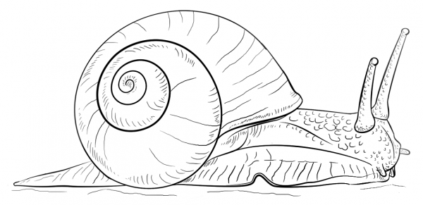Land snail coloring page image