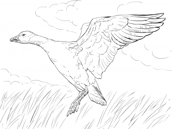 Landing Snow Goose coloring page image