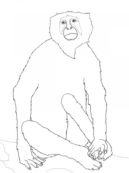 Langur Monkey coloring page image