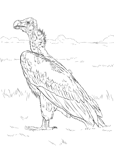 Lappet Faced Vulture coloring page image
