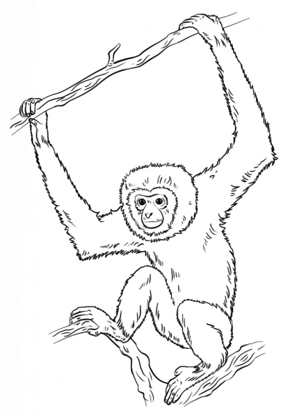 Lar Gibbon coloring page image