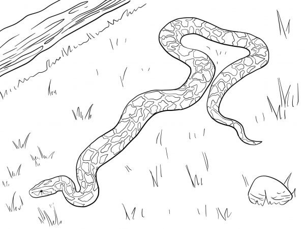 Large Burmese Python coloring page image