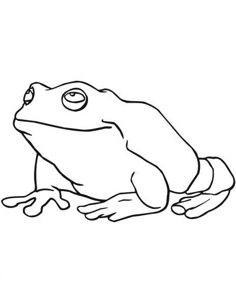 Large Frog coloring page image