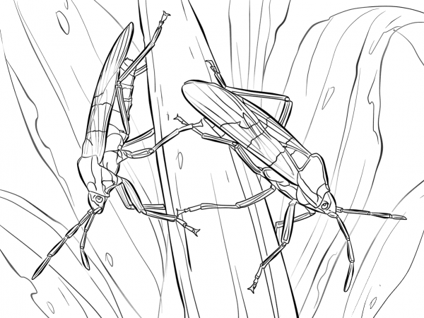 Large Milkweed Bugs coloring page image